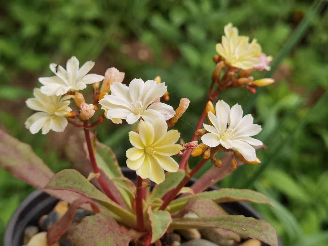 Lewisia cotyledon — formes claires photo